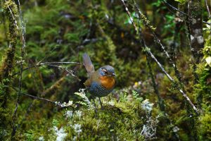 Vogelbeobachtung